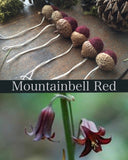 Round ornament, Mountainbell Red w/ Mushroom